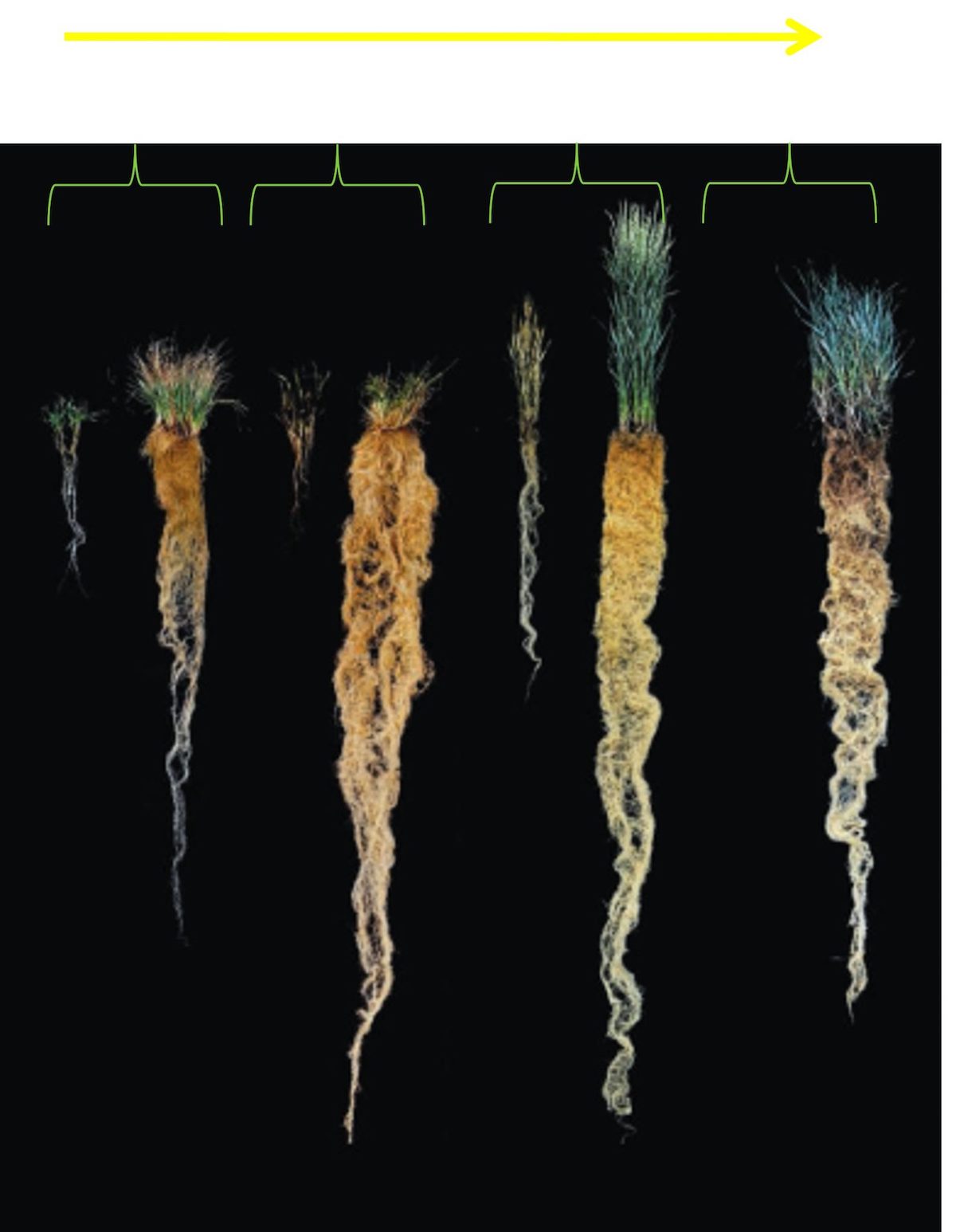 Sviluppo stagionale delle radici di grano (a sinistra di ciascuna coppia) e di Thinopyrum intermedium (a destra)